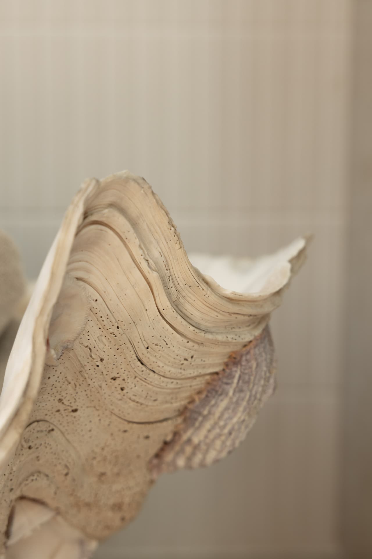 A giant clam shell with rippled cream ridges