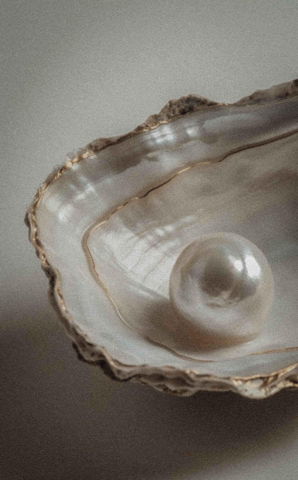 A pearl nestled in an open oyster shell