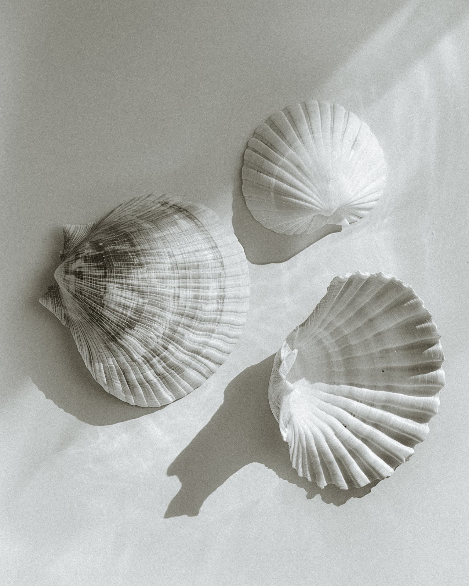 Three white seashells arranged on natural linen