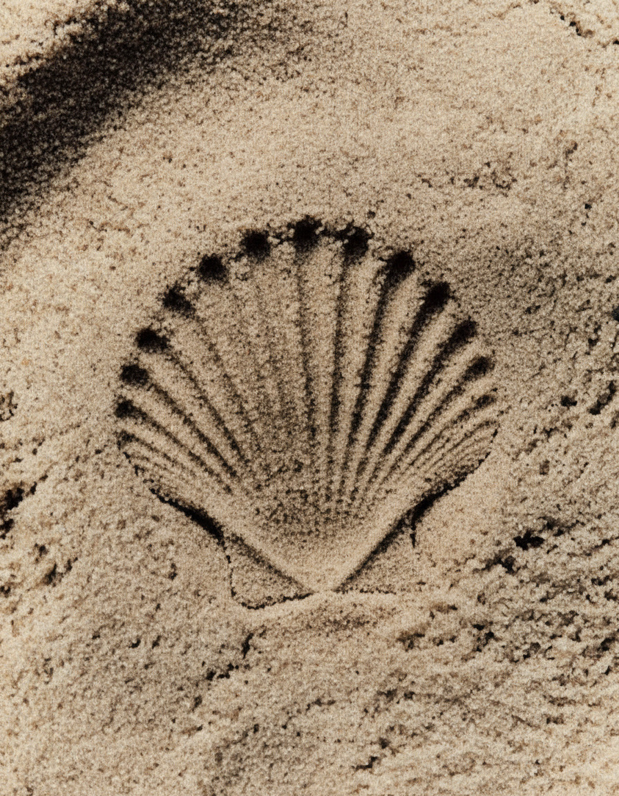 A scallop shell imprint pressed into wet sand